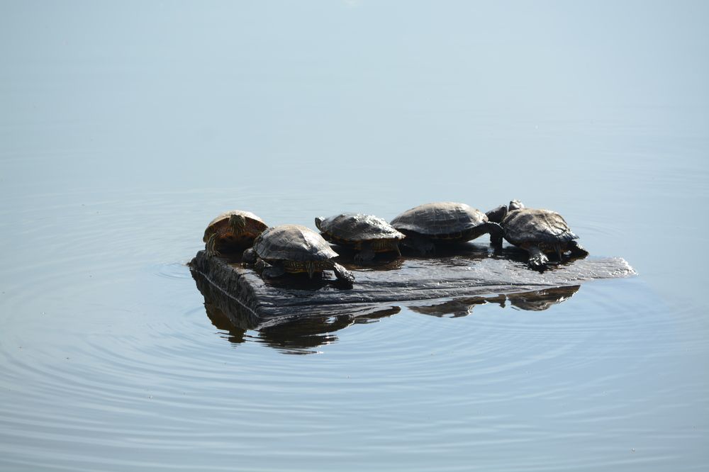 Черепашья семейка #turtle