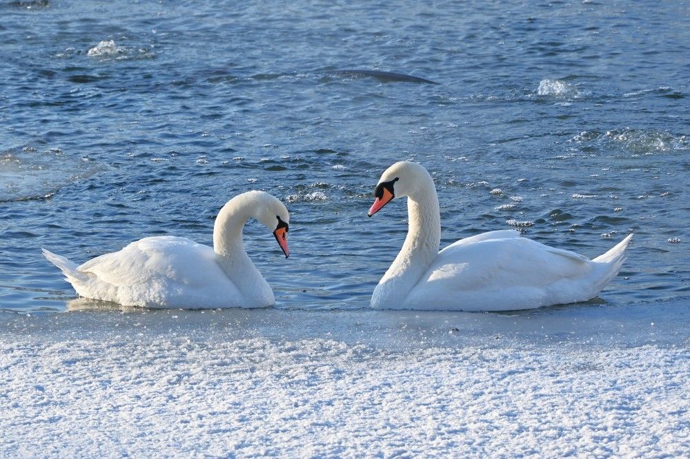 Фотография автора IRINA FILIPPOVA