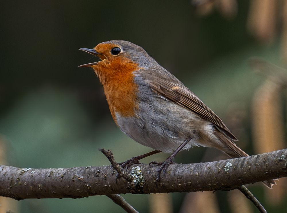 Этюды с зарянкой