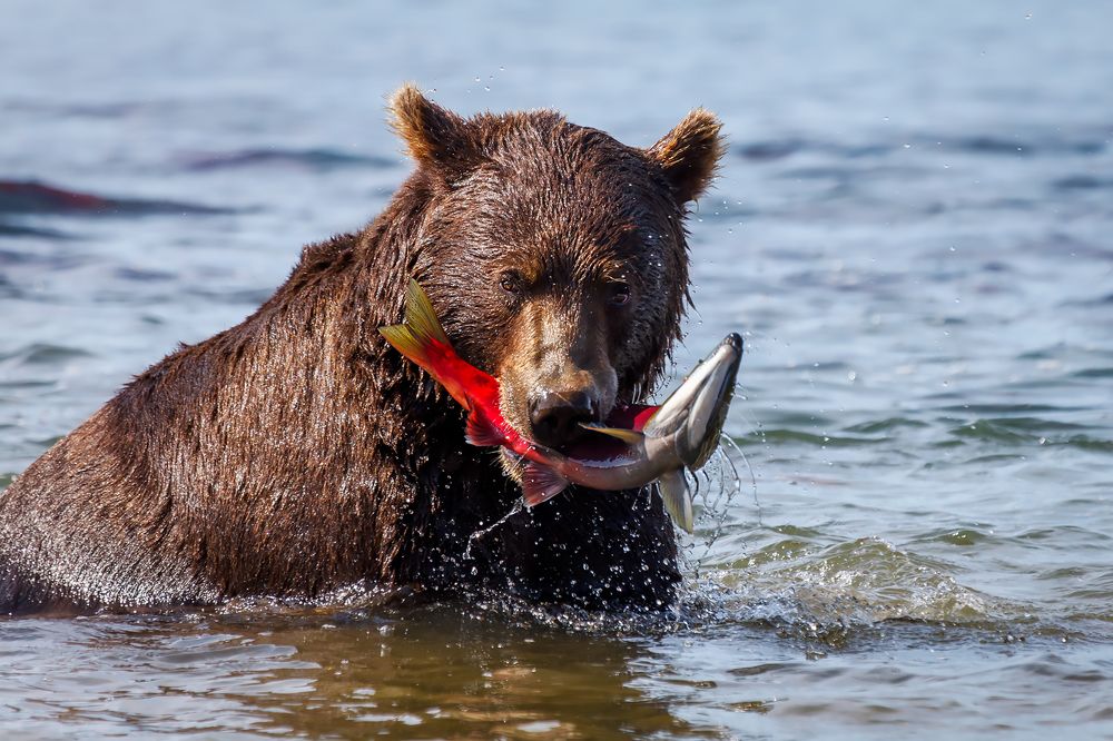 Photograph by Дмитрий Уткин