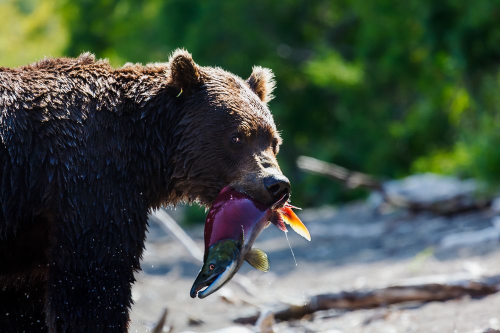 Photograph by Дмитрий Уткин