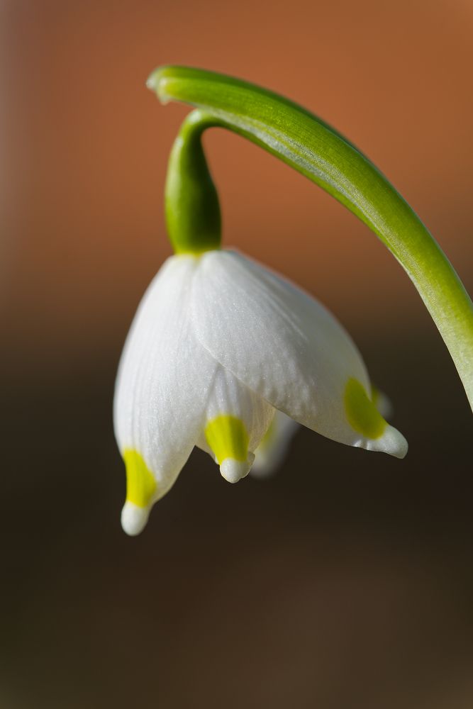 "Spring's Awakening"