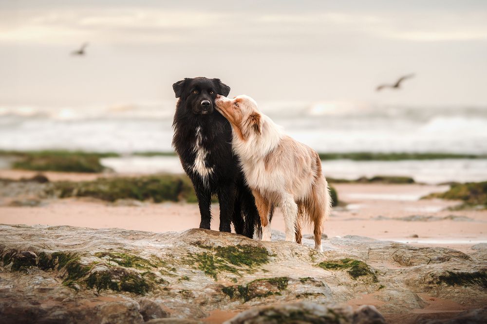 Photograph by Laura Quintanel