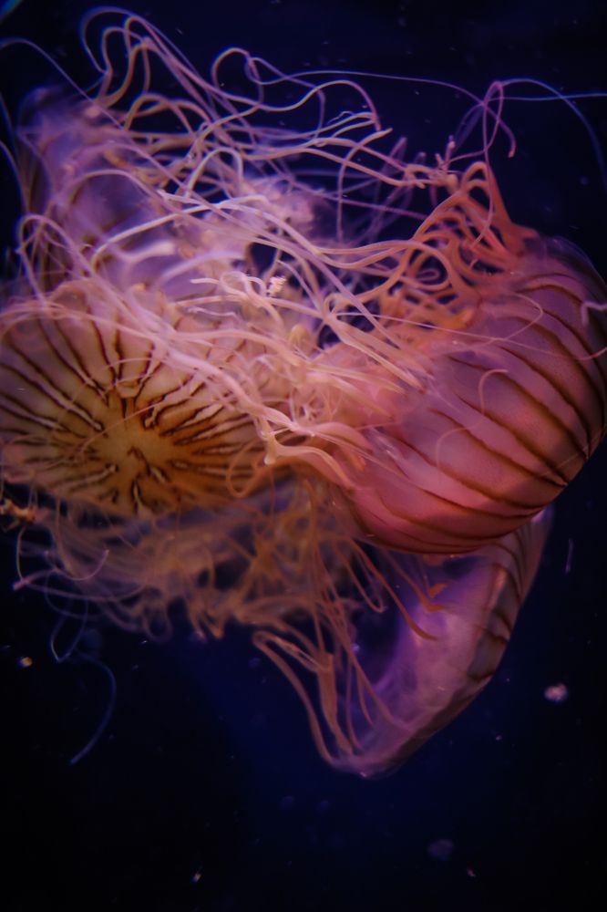 Photograph by Юлия Щетинина