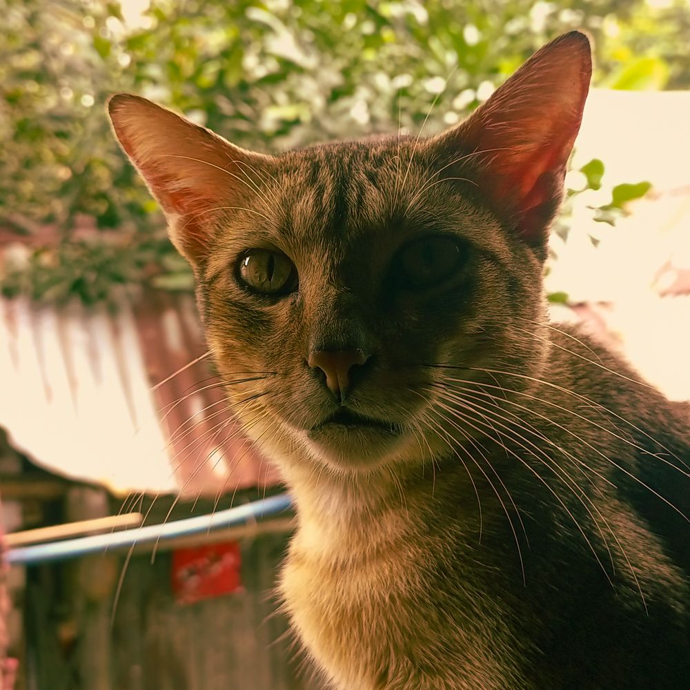 Feline Gaze