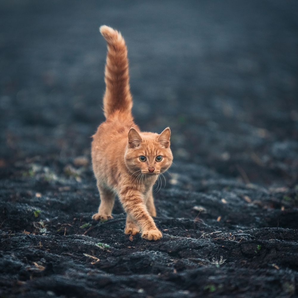 Photograph by Игорь Васильев