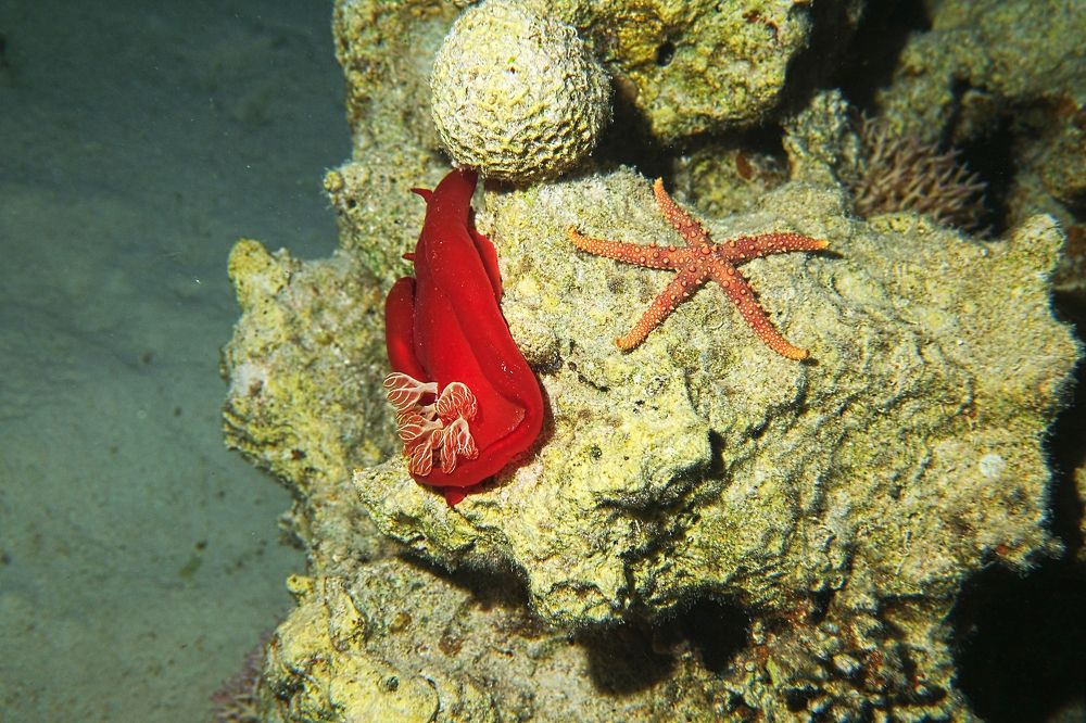 Photograph by DUBINA LEONID