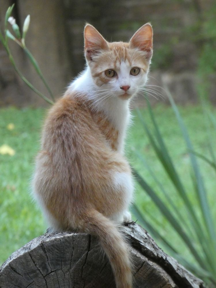 The look of a stray