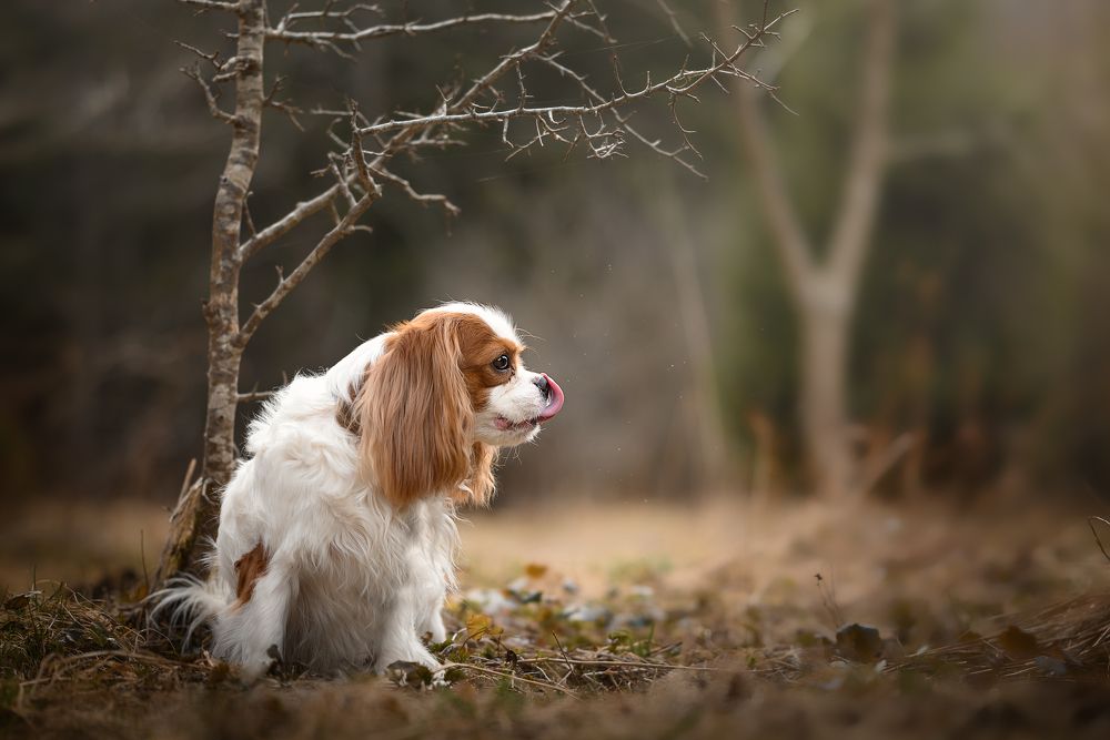 Photograph by Дарья Кончакова