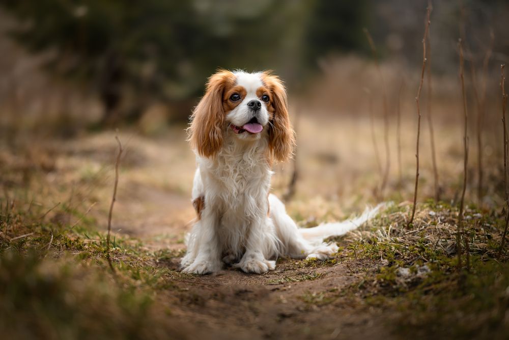 Photograph by Дарья Кончакова