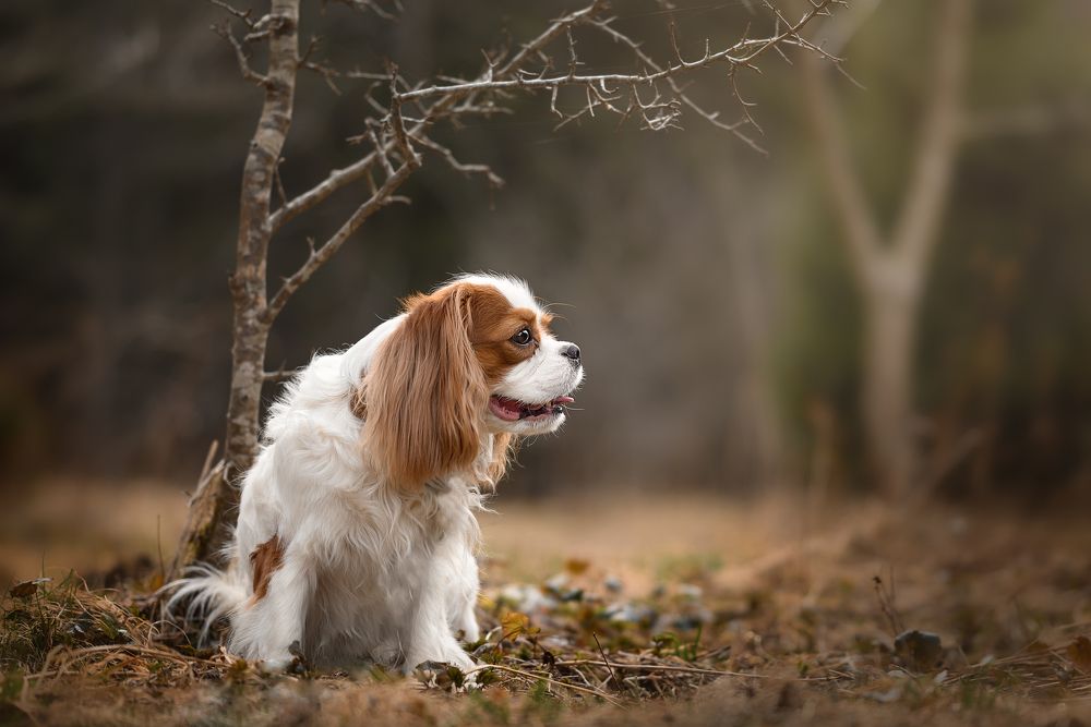 Photograph by Дарья Кончакова