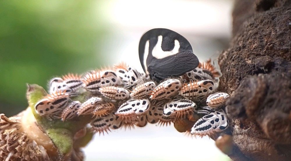 Photograph by Marcos dos Santos Lima