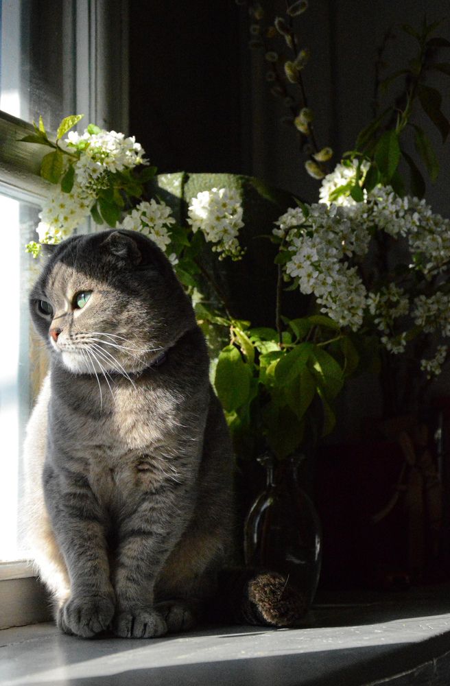 Черёмухи цвет