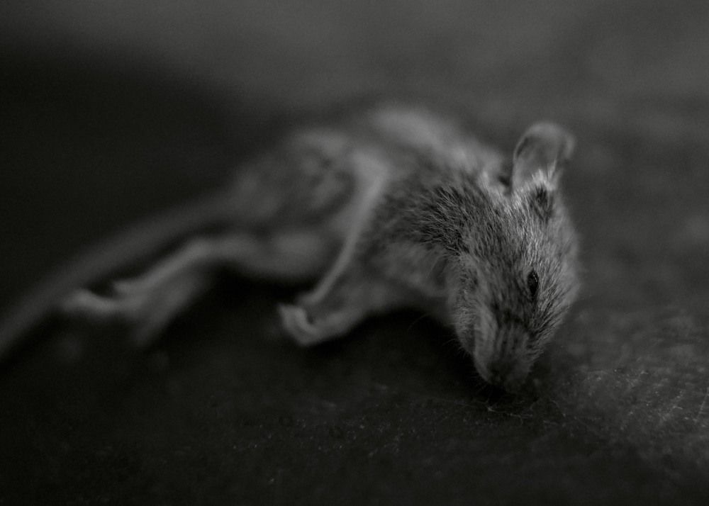 Photograph by farzaneh razmgir