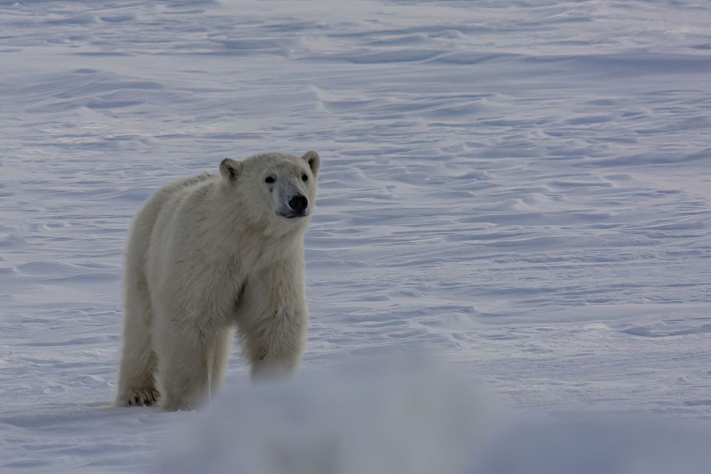 Фотография автора Ендовицкий Владимир