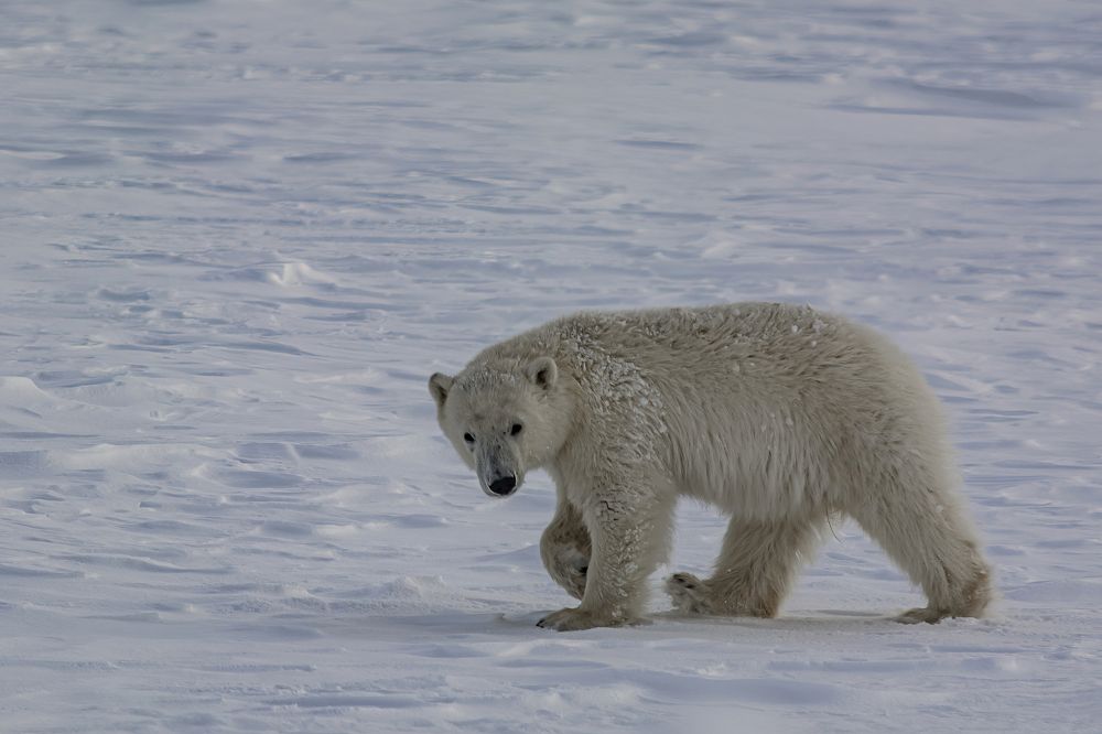Фотография автора Ендовицкий Владимир