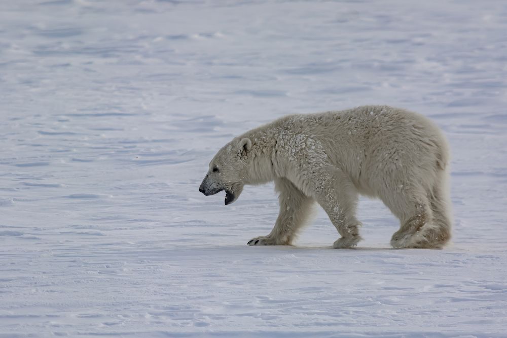 Фотография автора Ендовицкий Владимир