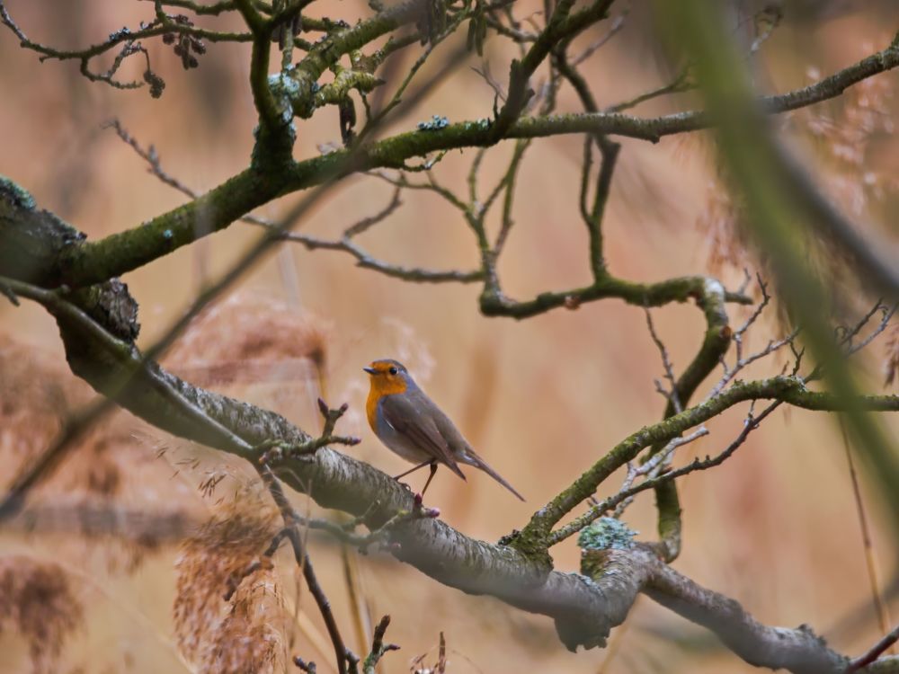 Фотография автора Jaroslav Hanzalík