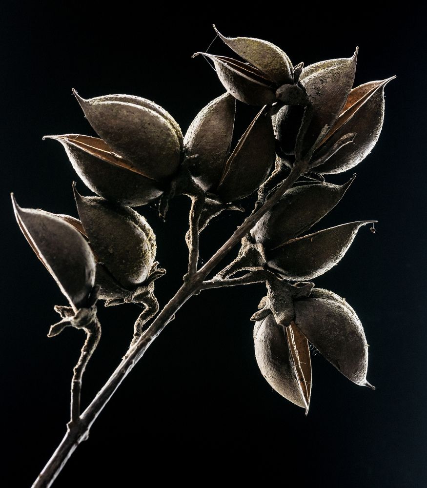 Макро на черном