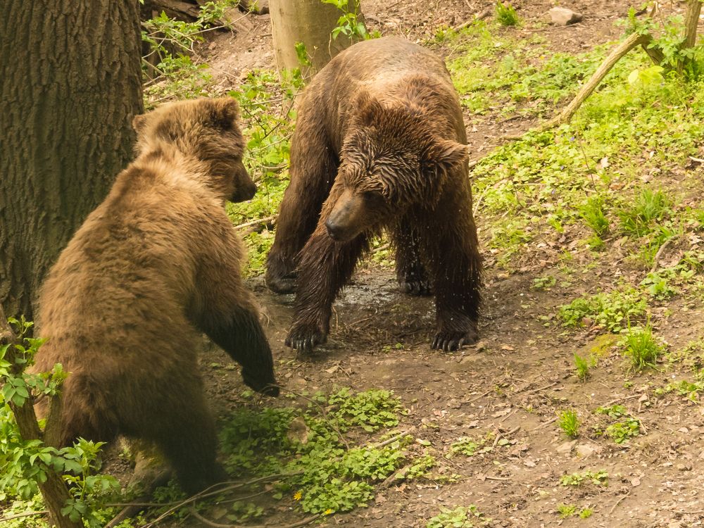 Разборки между медведями