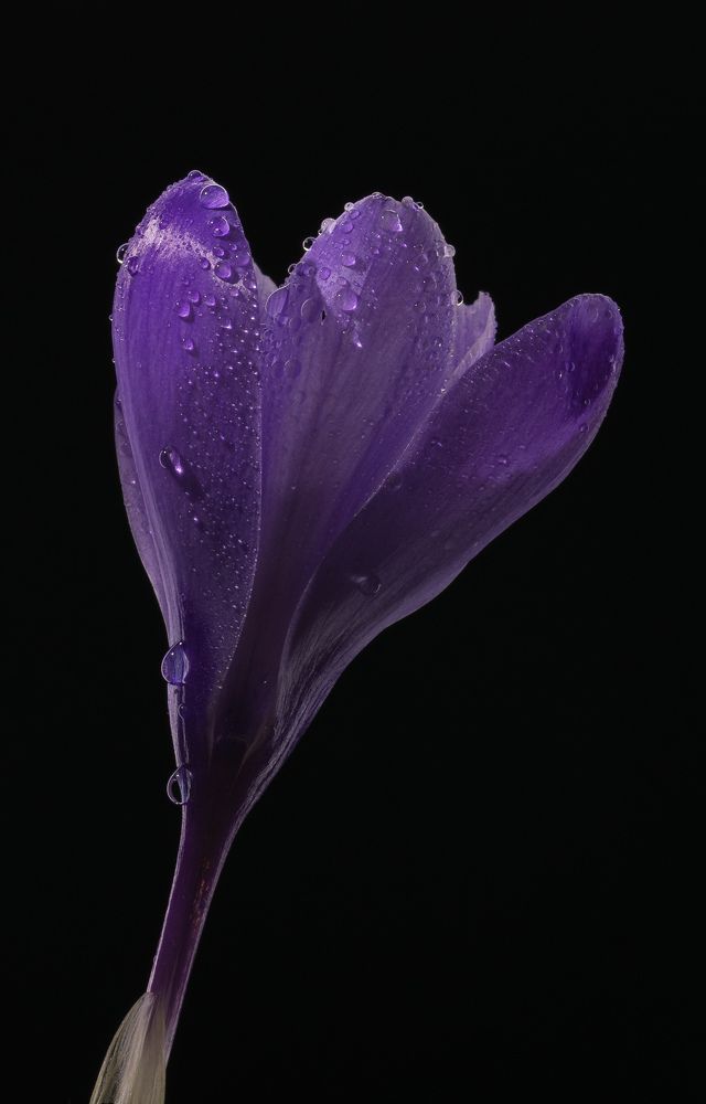 Цветок на черном