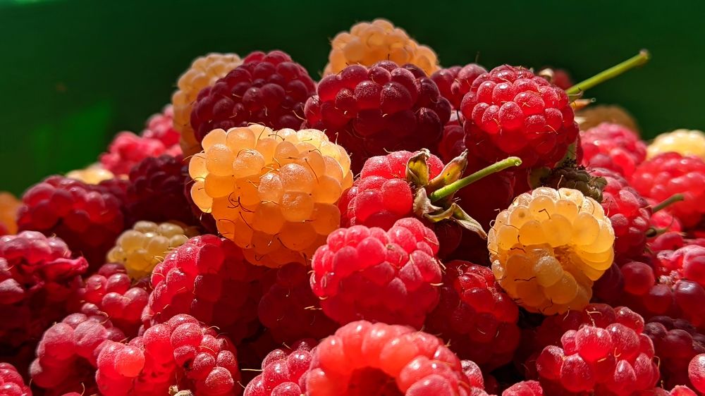 Малиновый рай