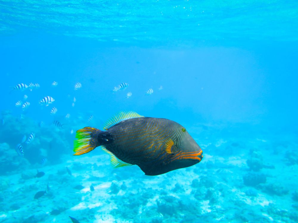 Губастая невидаль