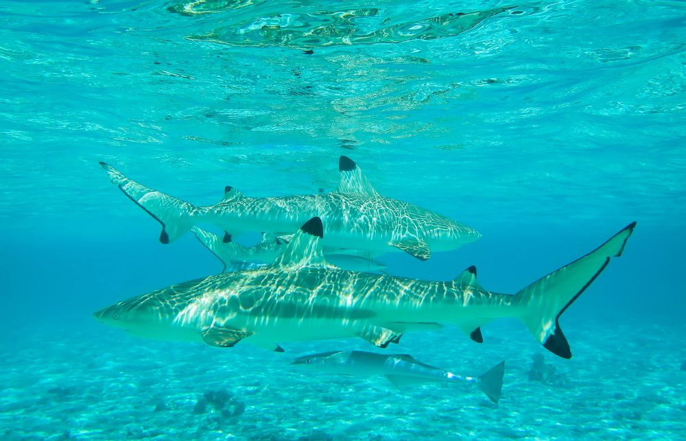 Дайвинг с акулами