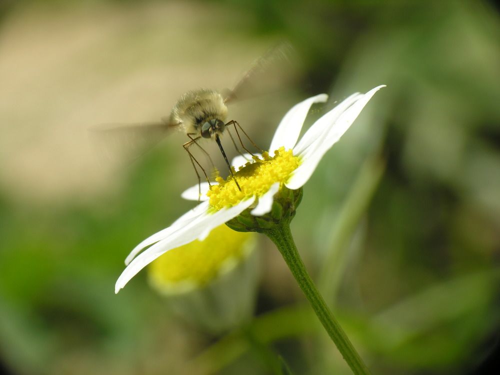 Bombylius