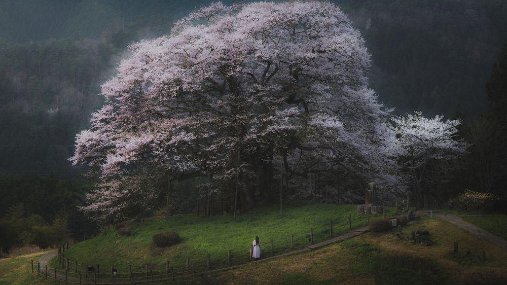 Фотография автора IORI KADOWAKI