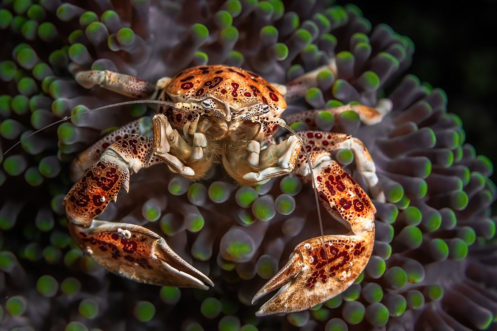 Фарфоровый крабик