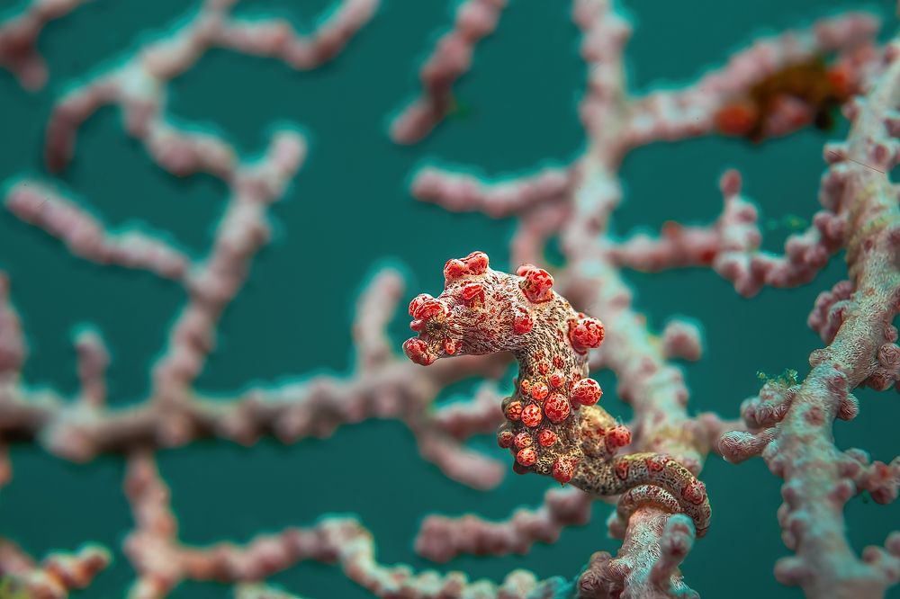 Пигмейский конек