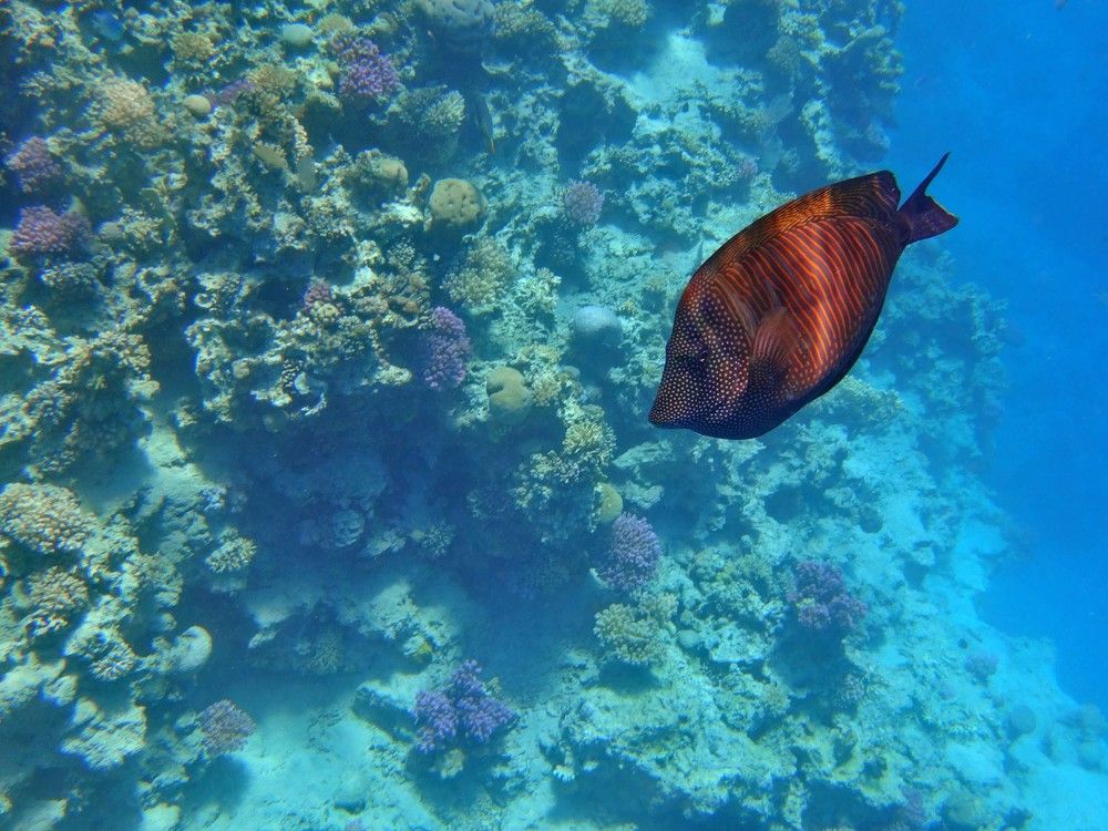 Photograph by Игорь Пшеничников