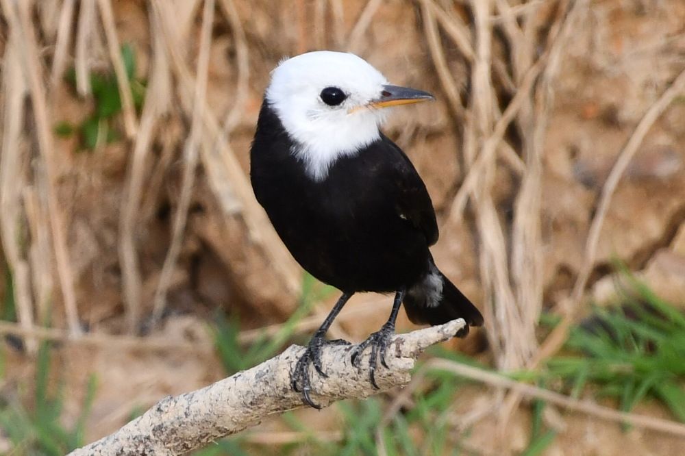 Photograph by Marzio Fattorini