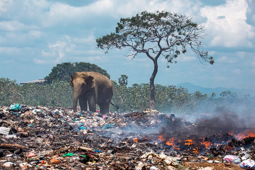 Elephants encountering fires in garbage dumps