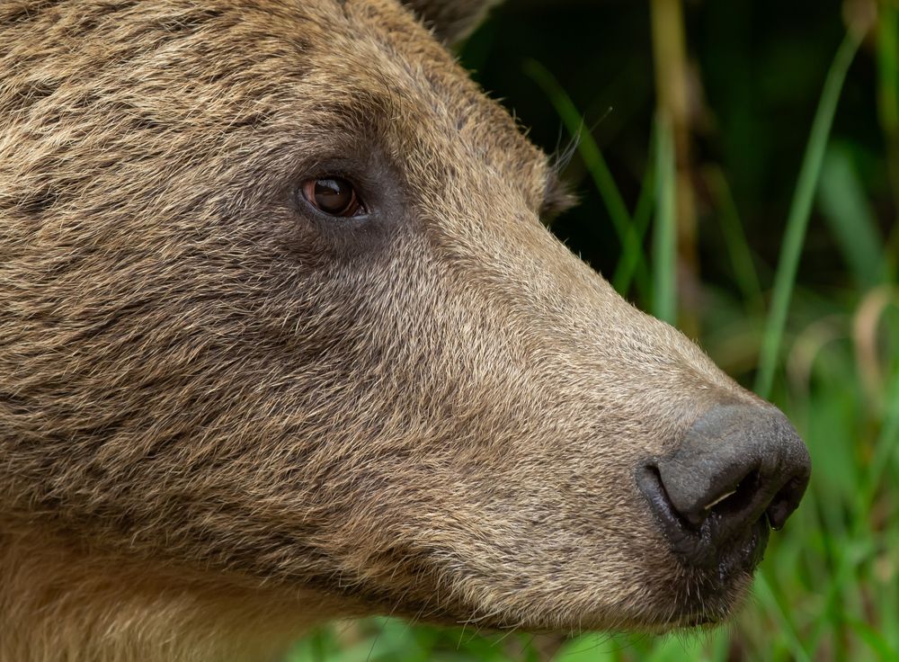 Фотография автора COMSA BOGDAN