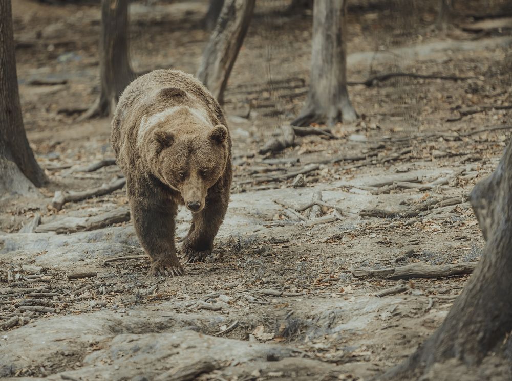Фотография автора COMSA BOGDAN