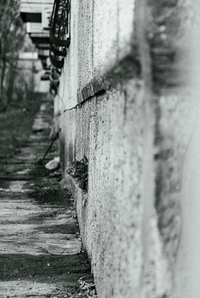 Фотография автора Владимир Широкий