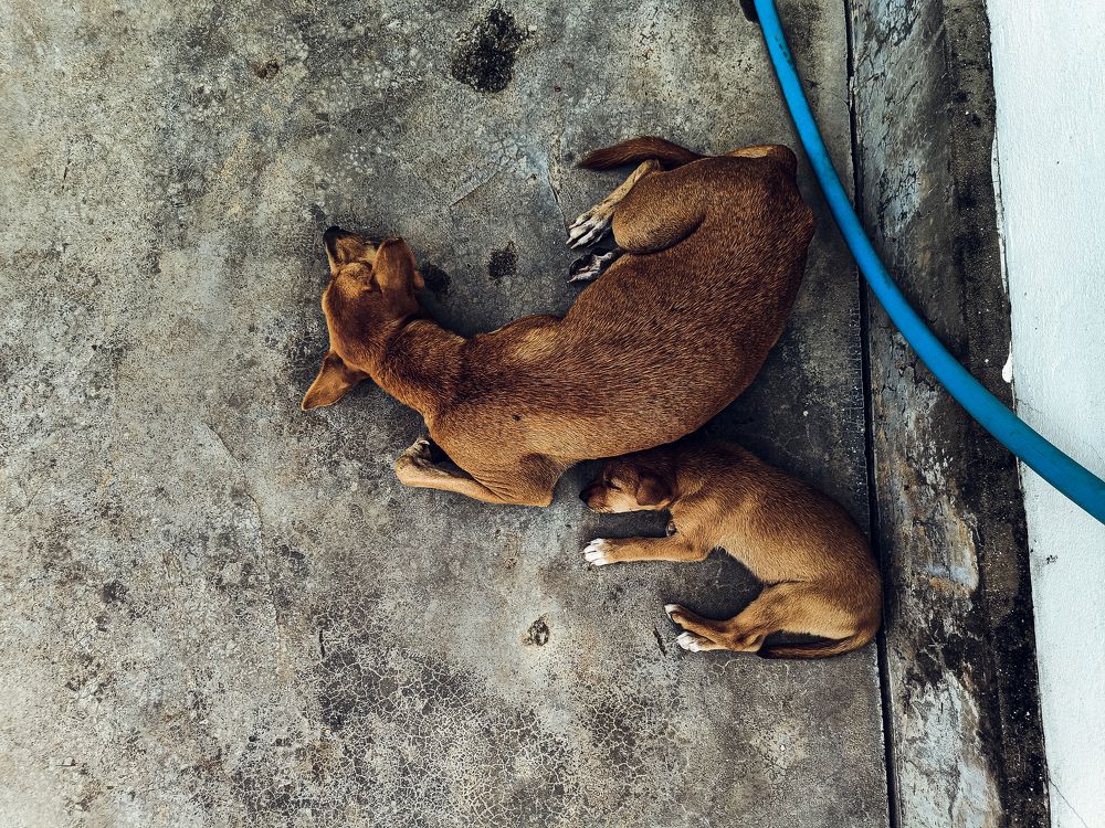 Photograph by Suthakaran Gokulananthan