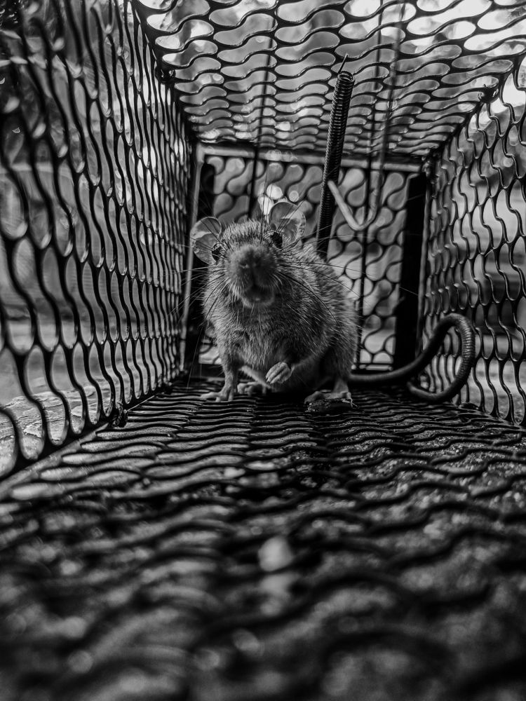 Photograph by Suthakaran Gokulananthan