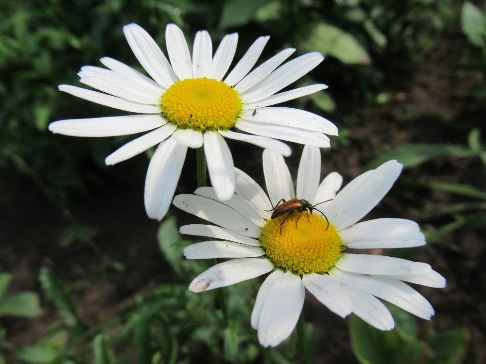 Ромашки и жучок