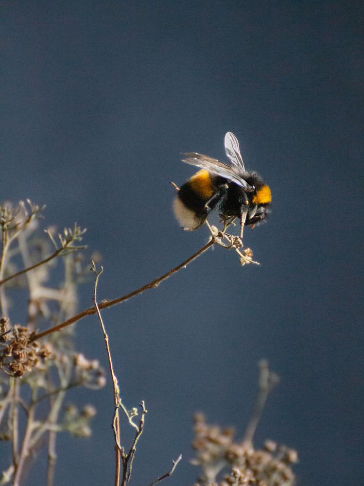 Фотография автора Alyona Madsen