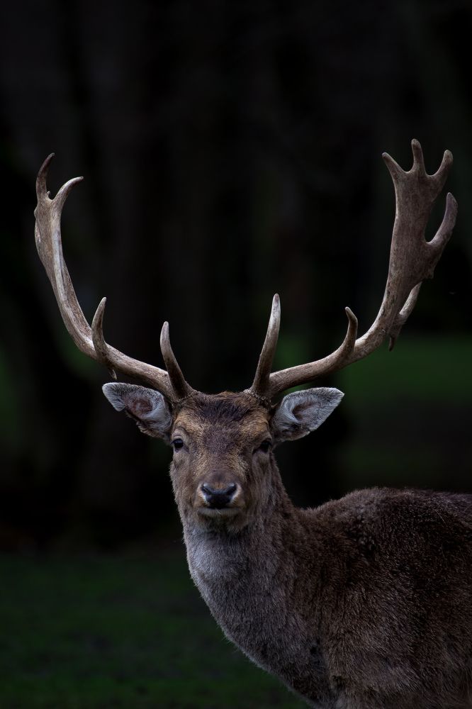 Фотография автора Alyona Madsen