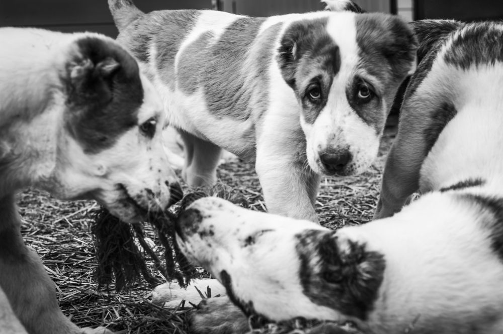 Photograph by Виктор Черкасов