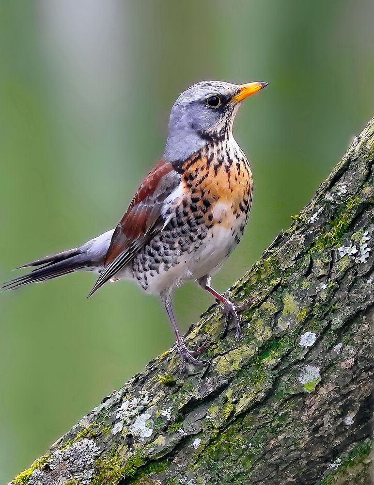 Photograph by Игорь Чеботарёв