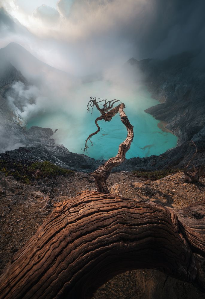 The Lonely Deadtree is Not Dead Yet