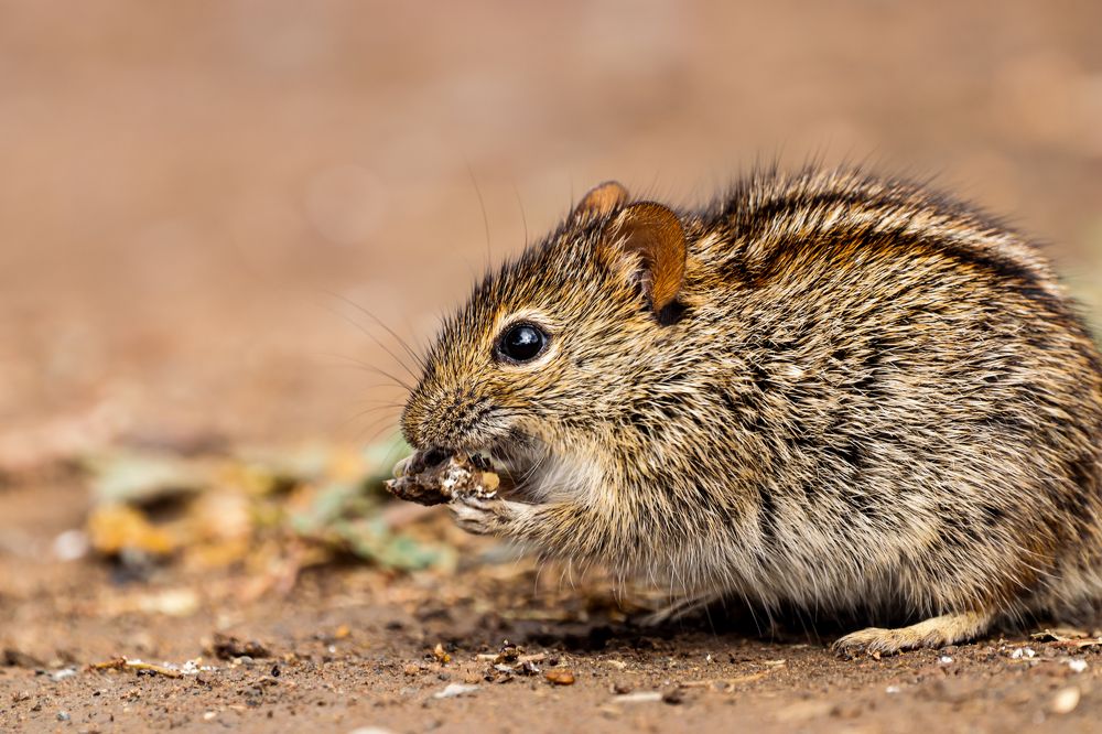 Photograph by Johann Leonard