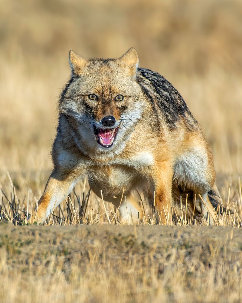 Photograph by Amir reza Bayat