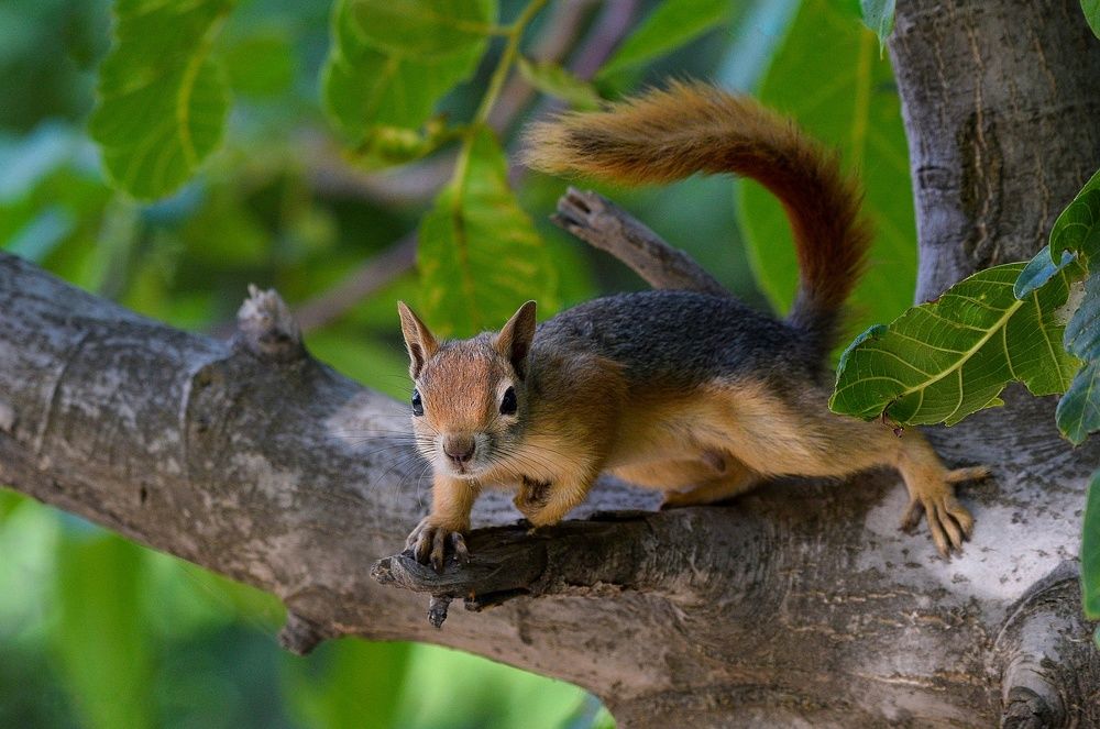 Photograph by Amir reza Bayat