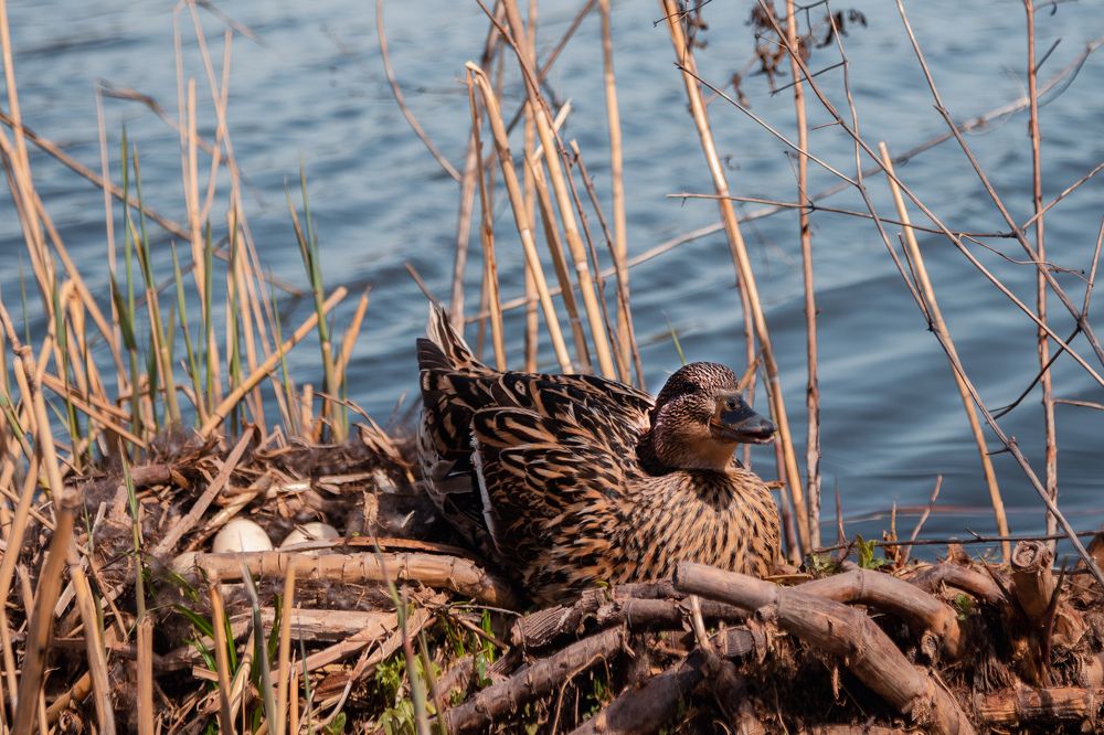 Photograph by Антонина Кузнецова